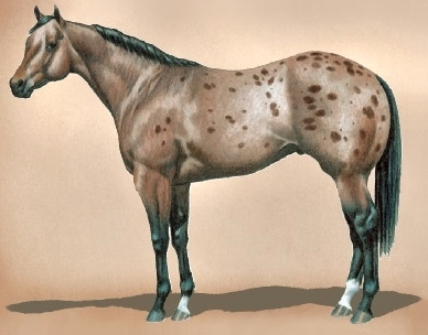 bayroan