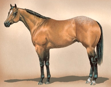 buckskin