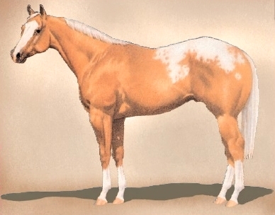 palomino